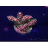 WYSIWYG Acropora Marikultur akklimatisiert LED