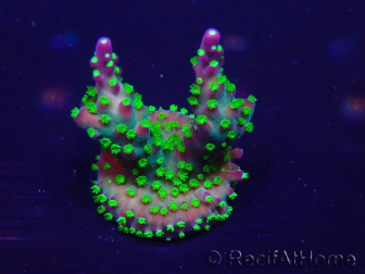 WYSIWYG Acropora Maricultura aclimatada LED