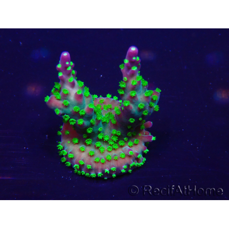 WYSIWYG Acropora Maricoltura acclimatata a LED