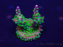 WYSIWYG Acropora Maricultuur geacclimatiseerd LED