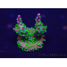 WYSIWYG Acropora Maricoltura acclimatata a LED