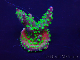 WYSIWYG Acropora Mariculture acclimaté led