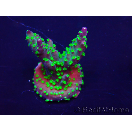 WYSIWYG Acropora 15B1 Mariculture acclimaté led