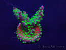 WYSIWYG Acropora Mariculture acclimaté led