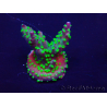 WYSIWYG Acropora Mariculture acclimaté led