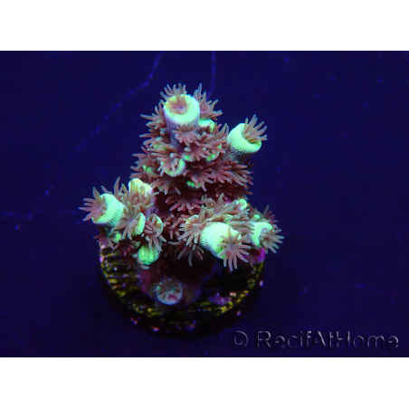 WYSIWYG Acropora tenuis 15B2 Mariculture acclimaté led