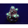 WYSIWYG Acropora tenuis 15B2 Mariculture acclimaté led