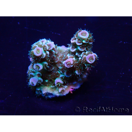WYSIWYG Acropora tenuis 15B4 Mariculture acclimaté led