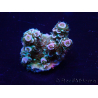 WYSIWYG Acropora acclimaté led