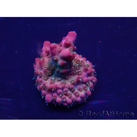 WYSIWYG Acropora Marikultur akklimatisiert LED