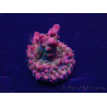 WYSIWYG Acropora 15B6 Mariculture acclimaté led