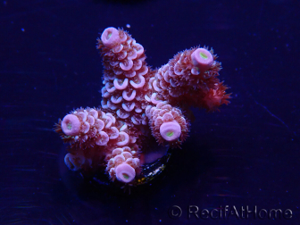 WYSIWYG Acropora Maricultuur geacclimatiseerd LED