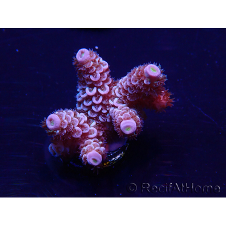 WYSIWYG Acropora tenuis 15B8 Mariculture acclimaté led
