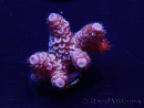 WYSIWYG Acropora Marikultur akklimatisiert LED