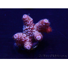 WYSIWYG Acropora tenuis 15B8 Mariculture acclimaté led