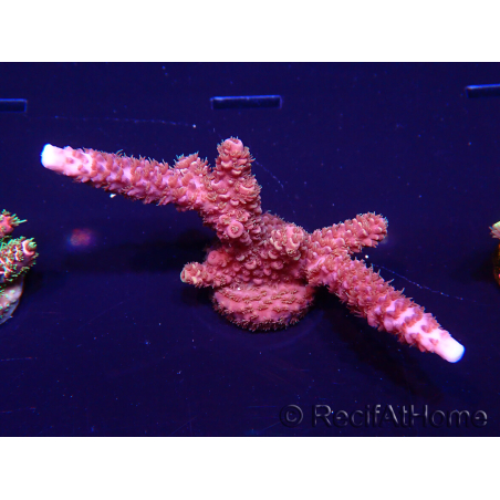 WYSIWYG Acropora 15B9 Mariculture acclimaté led