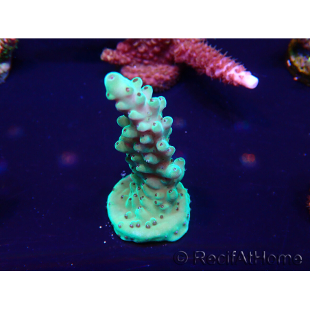 WYSIWYG Acropora Maricultura aclimatada LED