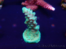 WYSIWYG Acropora Maricultured acclimated LED