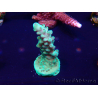WYSIWYG Acropora Marikultur akklimatisiert LED