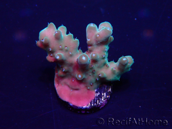 WYSIWYG Acropora Marikultur akklimatisiert LED