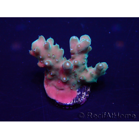 WYSIWYG Acropora Maricultura aclimatada LED