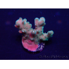 WYSIWYG Acropora Mariculture acclimated LED