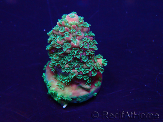 WYSIWYG Acropora Maricultuur geacclimatiseerd LED