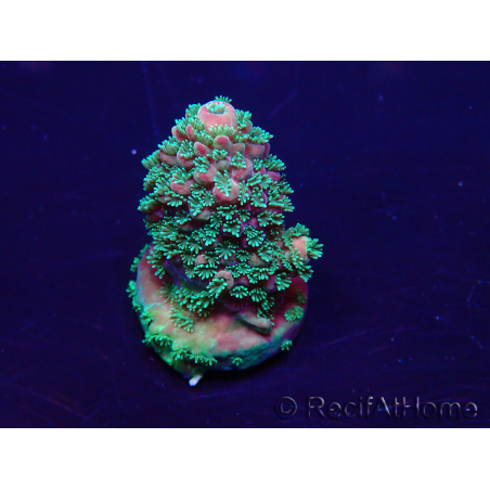 WYSIWYG Acropora 15B12 Mariculture acclimaté led