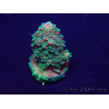 WYSIWYG Acropora 15B12 Mariculture acclimaté led