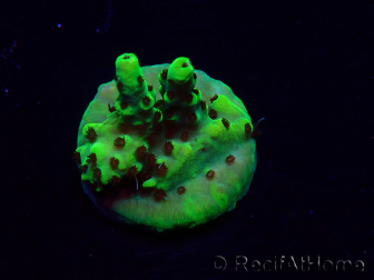 WYSIWYG Acropora Maricoltura acclimatata a LED