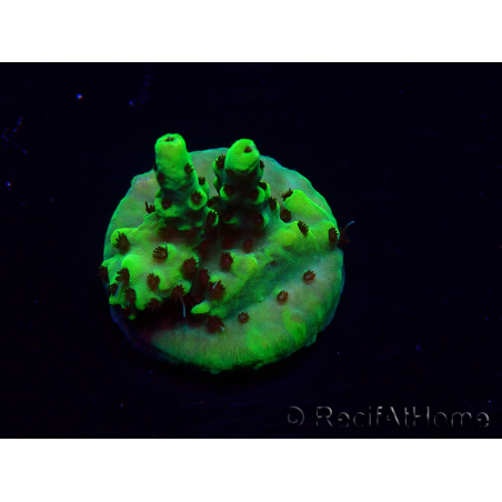 WYSIWYG Acropora 15C1 Mariculture acclimaté led