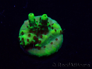 WYSIWYG Acropora Maricoltura acclimatata a LED