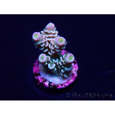WYSIWYG Acropora tenuis 15C3 Mariculture acclimaté led