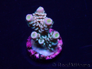 WYSIWYG Acropora tenuisMaricultuur geacclimatiseerd LED
