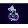 WYSIWYG Acropora tenuis 15C3 Mariculture acclimaté led