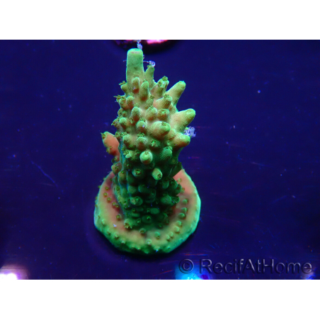 WYSIWYG Acropora Maricultura aclimatado led