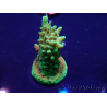 WYSIWYG Acropora Mariculture acclimated LED