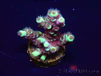 WYSIWYG Acropora tenuisMariculture acclimaté led