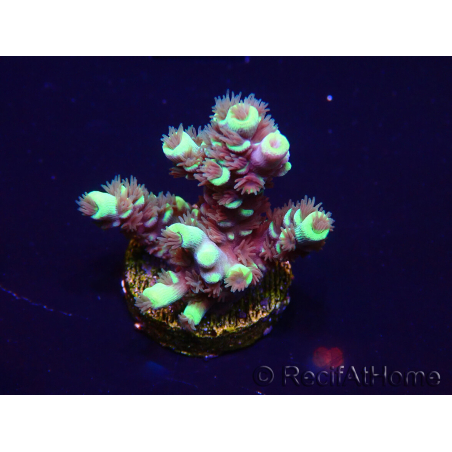 WYSIWYG Acropora tenuisMariculture acclimated LED