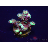 WYSIWYG Acropora tenuis 15C7 Mariculture acclimaté led