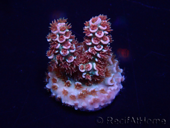 WYSIWYG Acropora akklimatisiert LED