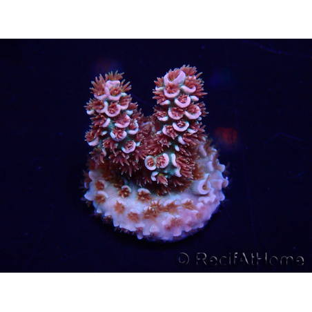WYSIWYG Acropora tenuis 15C9 Mariculture acclimaté led