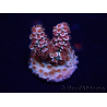 WYSIWYG Acropora tenuis 15C9 Mariculture acclimaté led
