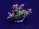 WYSIWYG Acropora Maricoltura acclimatata led