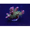 WYSIWYG Acropora Geacclimatiseerde maricultuur LED