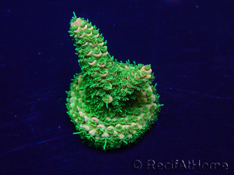 WYSIWYG Acropora Mariculture acclimated LED