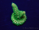 WYSIWYG Acropora Mariculture acclimated LED