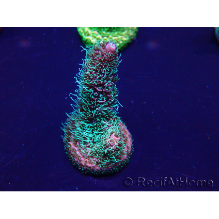 WYSIWYG Acropora millepora Mariculture acclimated LED