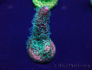 WYSIWYG Acropora millepora Maricultuur geacclimatiseerd LED