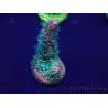WYSIWYG Acropora millepora 15D2 Mariculture acclimaté led